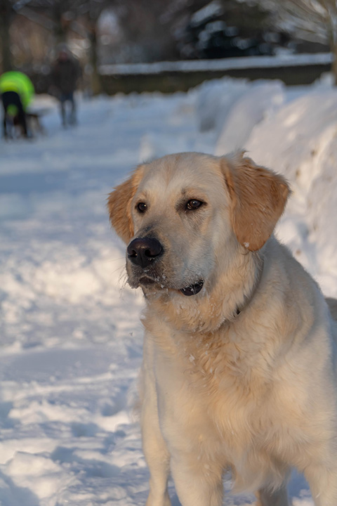 Hundewiese Eickhorst
