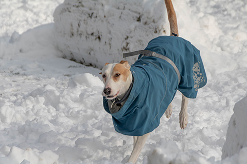 Hundewiese Eickhorst