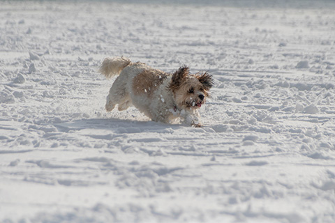 Hundewiese Eickhorst