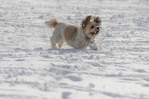 Hundewiese Eickhorst