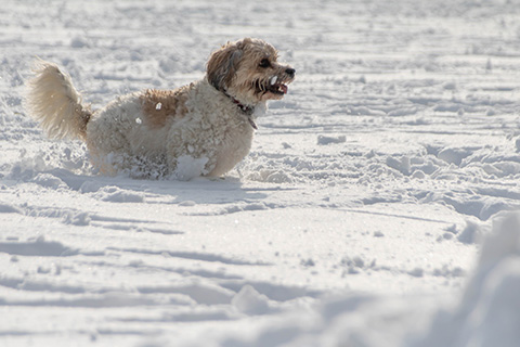 Hundewiese Eickhorst