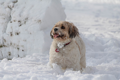 Hundewiese Eickhorst