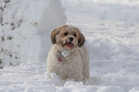 Hundewiese Eickhorst