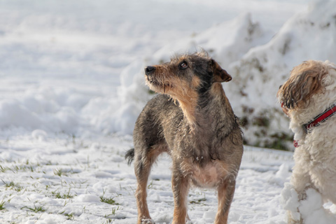 Hundewiese Eickhorst