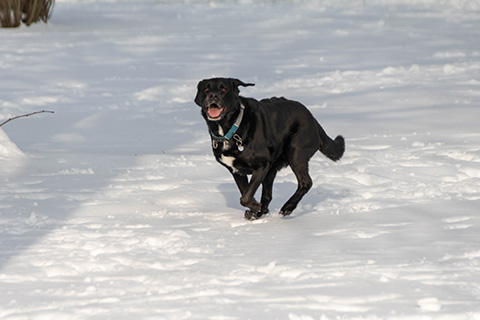 Hundewiese Eickhorst