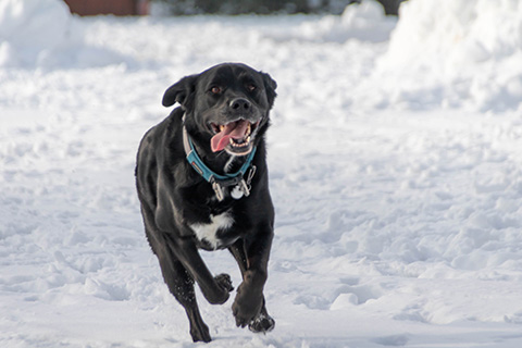 Hundewiese Eickhorst