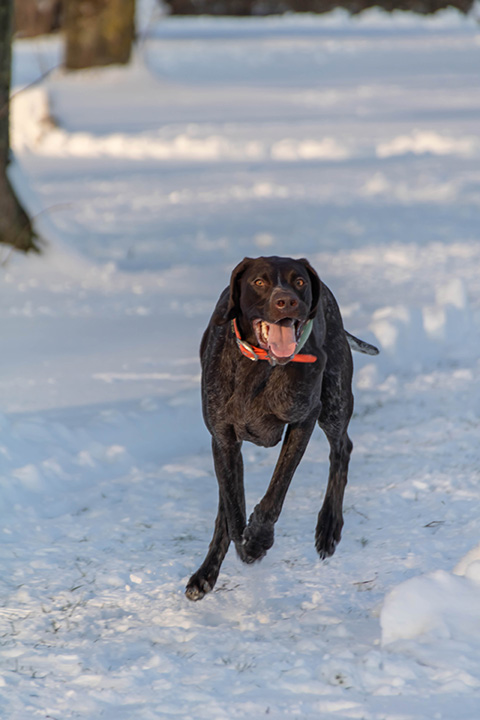 Hundewiese Eickhorst