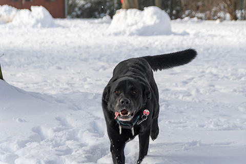 Hundewiese Eickhorst