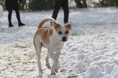 Hundewiese Eickhorst