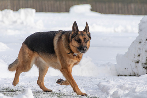 Hundewiese Eickhorst