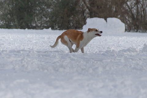 Hundewiese Eickhorst