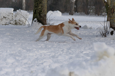 Hundewiese Eickhorst