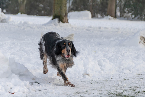 Hundewiese Eickhorst