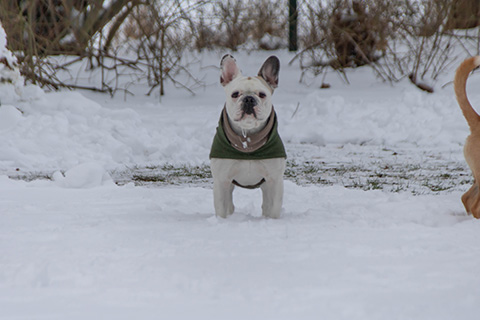 Hundewiese Eickhorst