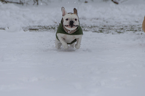 Hundewiese Eickhorst