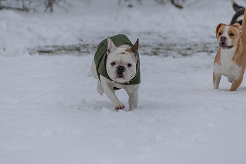 Hundewiese Eickhorst