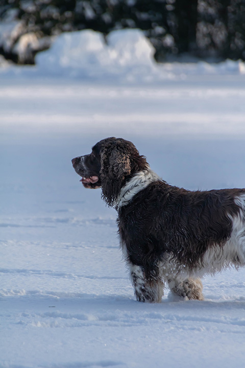 Hundewiese Eickhorst