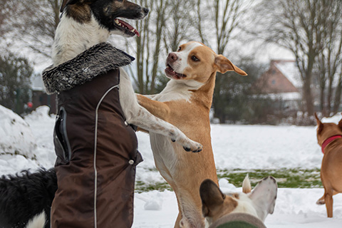 Hundewiese Eickhorst