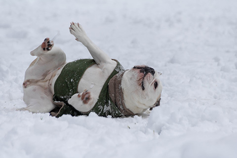 Hundewiese Eickhorst