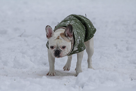 Hundewiese Eickhorst