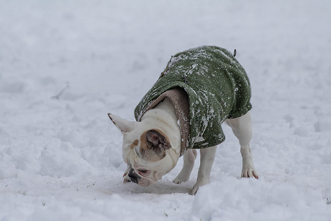 Hundewiese Eickhorst