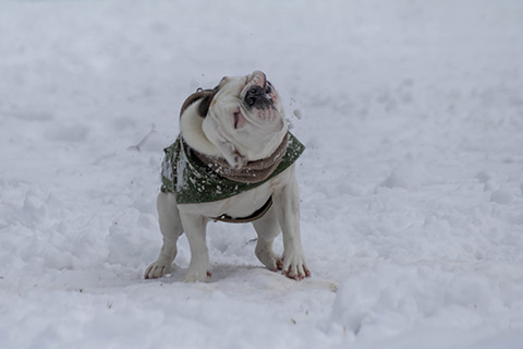 Hundewiese Eickhorst