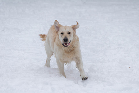 Hundewiese Eickhorst