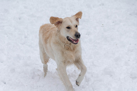 Hundewiese Eickhorst