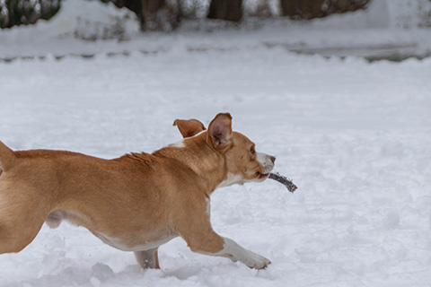 Hundewiese Eickhorst