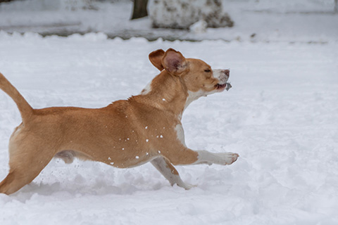 Hundewiese Eickhorst