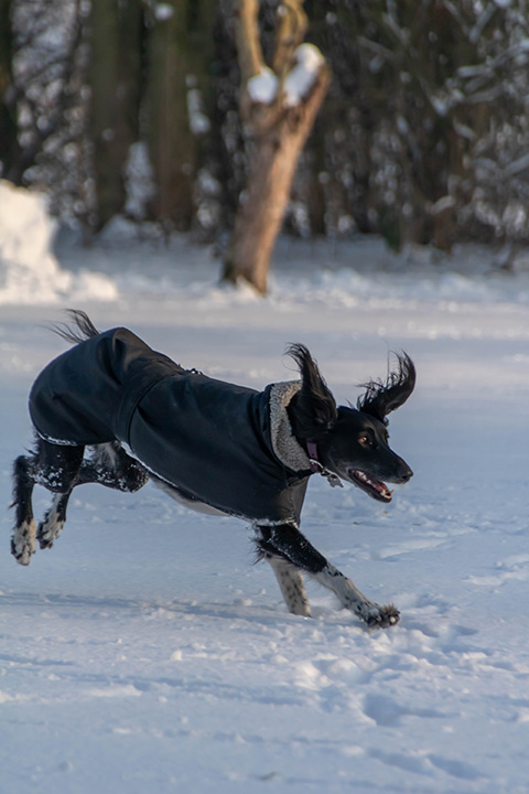 Hundewiese Eickhorst
