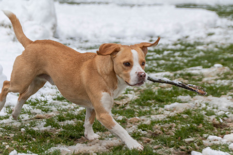 Hundewiese Eickhorst