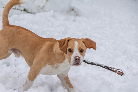 Hundewiese Eickhorst