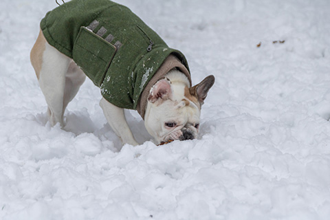 Hundewiese Eickhorst