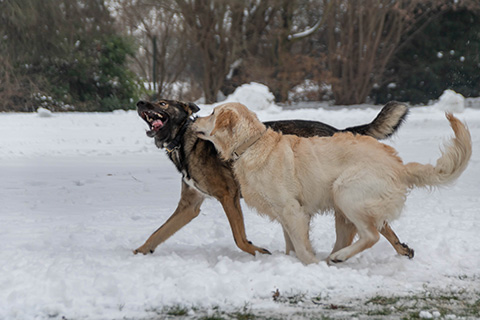 Hundewiese Eickhorst