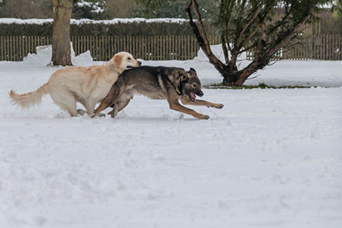Hundewiese Eickhorst