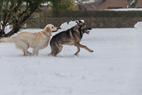 Hundewiese Eickhorst