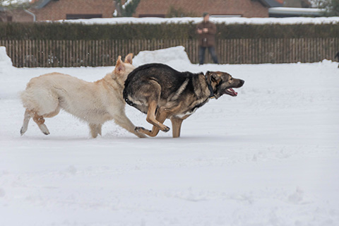 Hundewiese Eickhorst