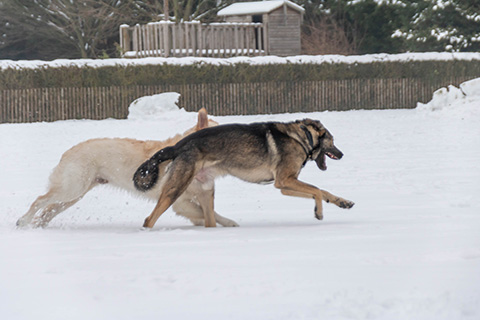 Hundewiese Eickhorst
