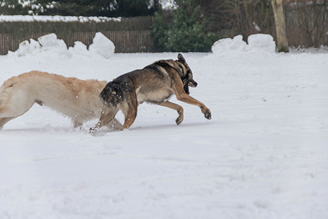 Hundewiese Eickhorst