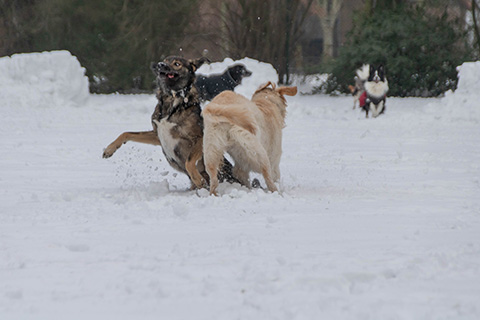 Hundewiese Eickhorst