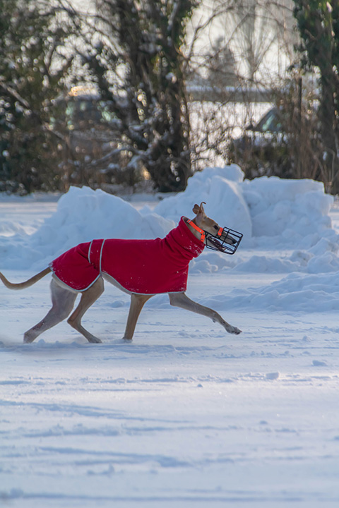 Hundewiese Eickhorst