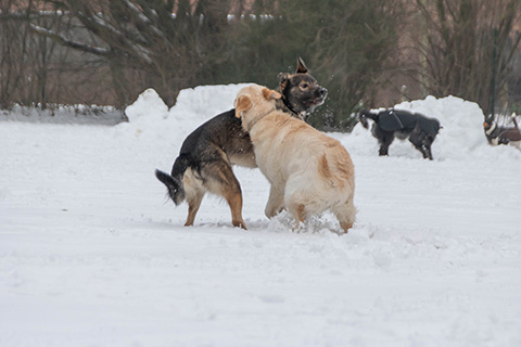 Hundewiese Eickhorst