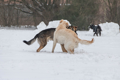 Hundewiese Eickhorst