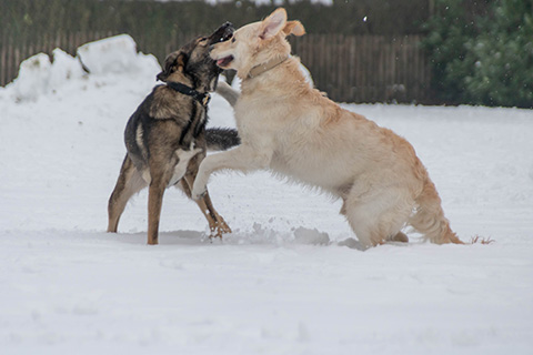 Hundewiese Eickhorst