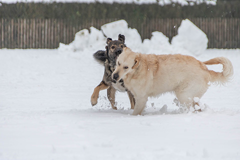 Hundewiese Eickhorst