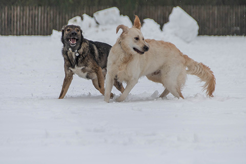 Hundewiese Eickhorst