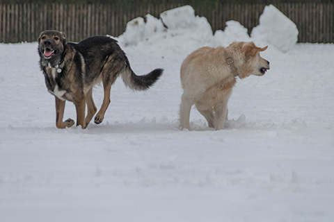 Hundewiese Eickhorst