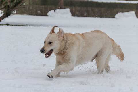 Hundewiese Eickhorst