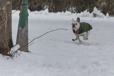 Hundewiese Eickhorst